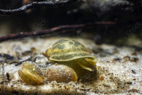 freshwater temperate snails, possibly Physa fontinalis search for food on sand substrate bottom near shells of possibly Pisidium amnicum, gastropod mollusks in biotope aquarium photo