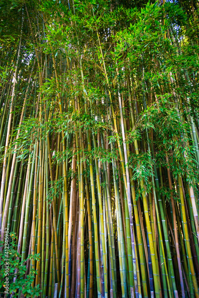 Green bamboo fence texture background Green bamboo fence texture background