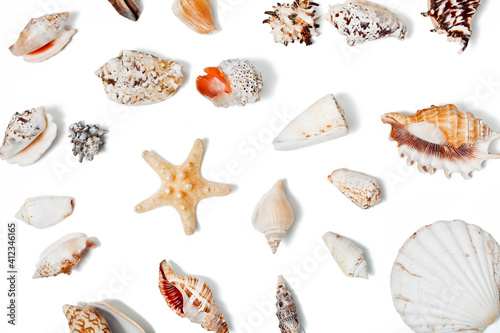 Seashells and starfishes isolated on a white background. Top view.