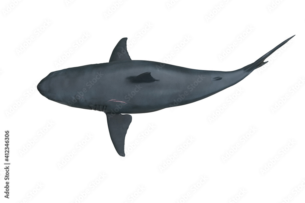 Fototapeta premium Great White Shark top view. 3D render isolated on white.