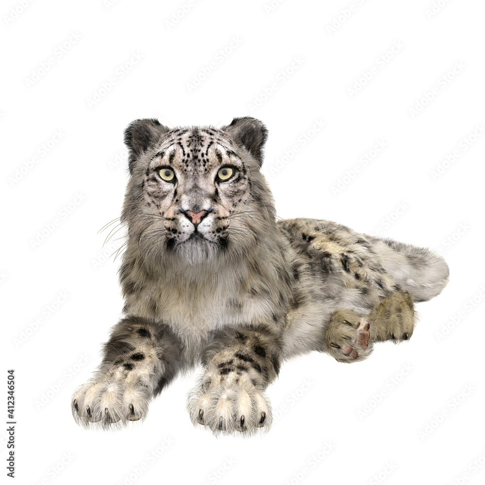 Obraz premium Snow Leopard lying down. 3D illustration isolated on white.