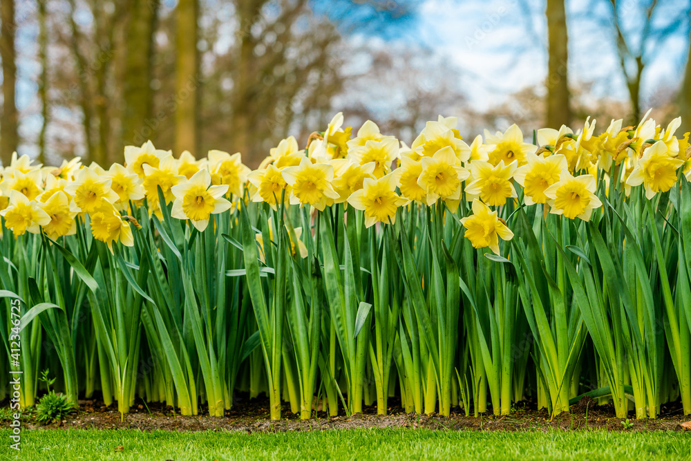 Obraz premium Narcissus Pseudonarcissus in a field in the morning