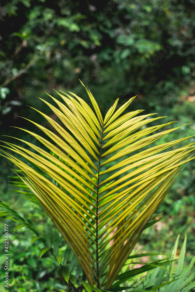 Rattan palm leaf Stock Photo Adobe Stock