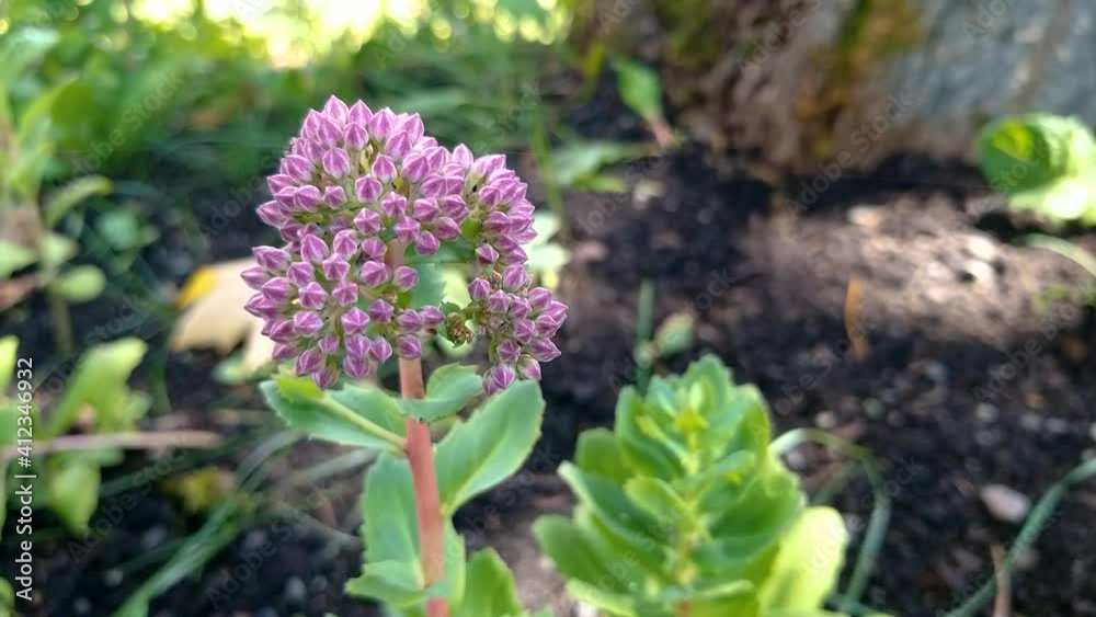A beautiful decorative plant growing in a garden. Unusual plant on the ground. A bright uncommon flower growing outdoors A beautiful decorative plant growing in a garden. Unusual plant on the ground. A bright uncommon flower growing outdoors