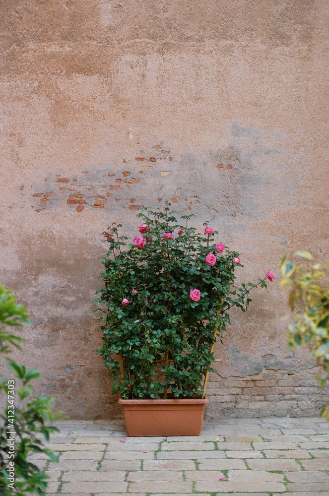 Pink garden roses Pink garden roses