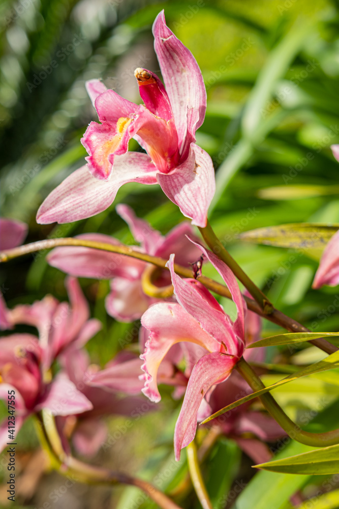 Pink orchid garden in the botanical garden.