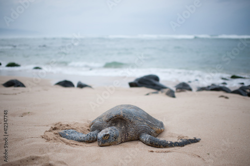 Fotografie Single Turtle on Beach