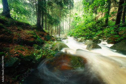 Gr  ne Wald Atmosph  re mit Bachlauf im Nationalpark Harz