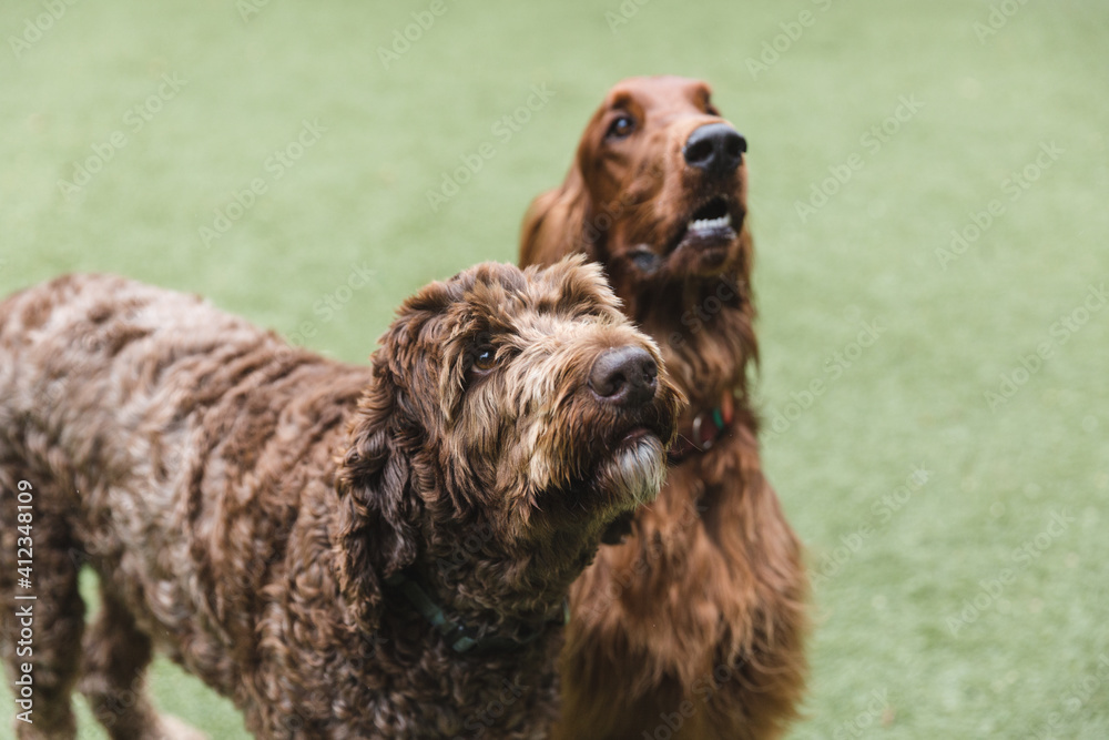 Two dogs looking up Two dogs looking up