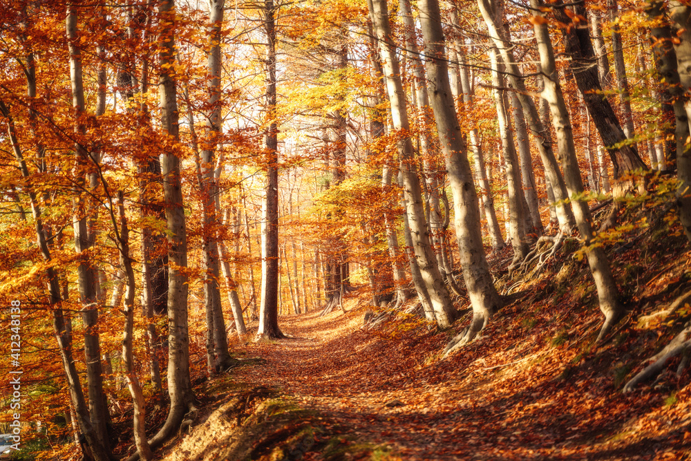 Strahlend bunte Farben im Herbst Wald Strahlend bunte Farben im Herbst Wald