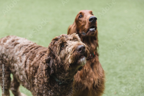 Two dogs looking up photo