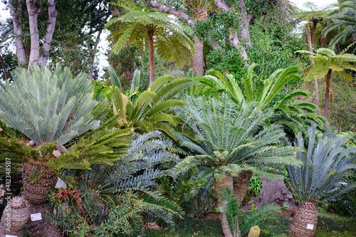 cycad tree  tropical nature wallpaper. Botanical garden 