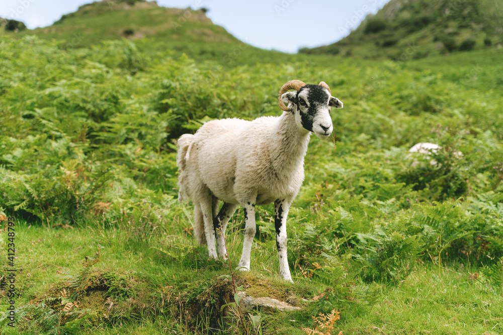 Fototapeta premium goat in the mountains