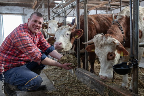 Farmer feeding cows with hay