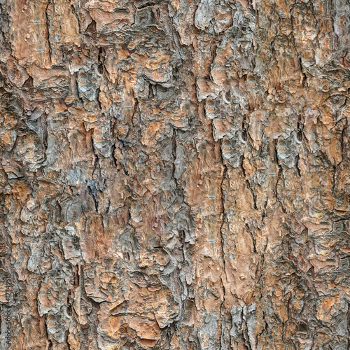 Seamless Bark Texture. Pattern of natural tree bark background. Ntarual texture for commercial use or compositing.	
 photo