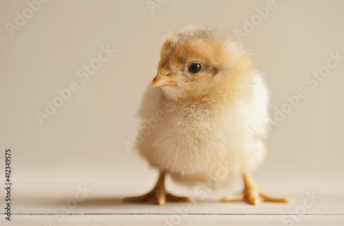 chick