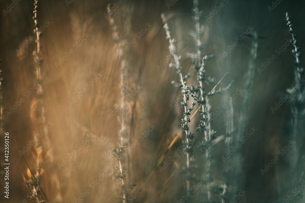 Macro shoot of dry plants inside the forest.