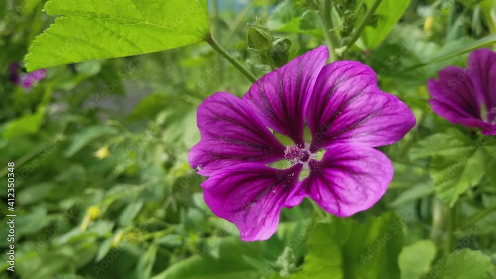 Beautiful purple flowers growing in the garden. Spring flower in the park. Close up of flower in Quebec Garden. Blossom in a grass Beautiful purple flowers growing in the garden. Spring flower in the park. Close up of flower in Quebec Garden. Blossom in a grass