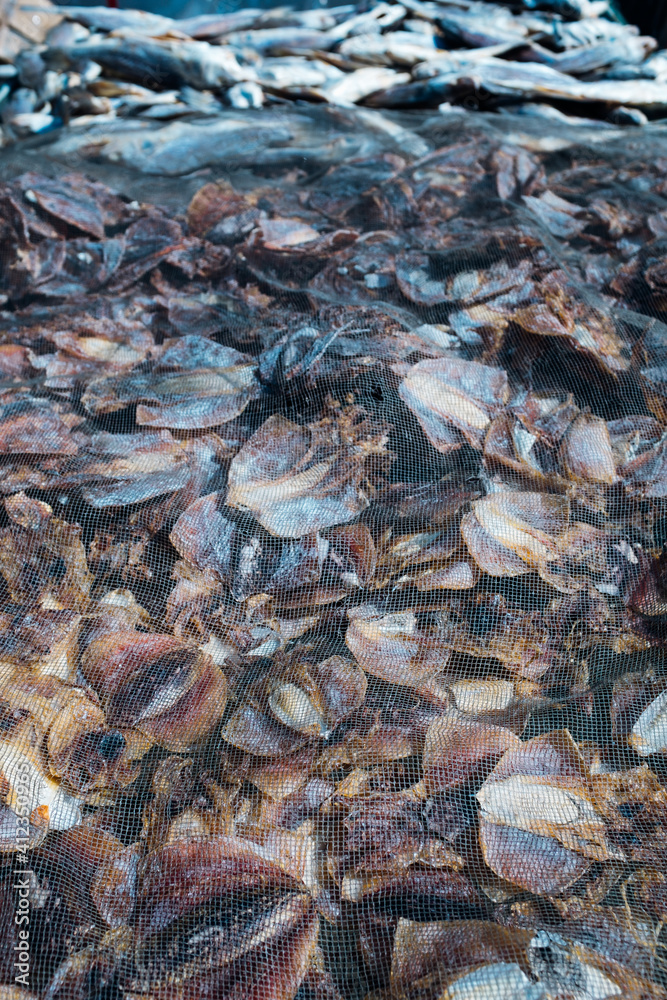 dried squids dried squids