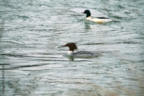 Mergus Merganser Ente und Erpel (Paar) auf einem Gewässer mit Wellengang