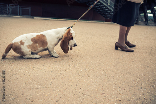 Woman standing in street with a stubborn dog photo