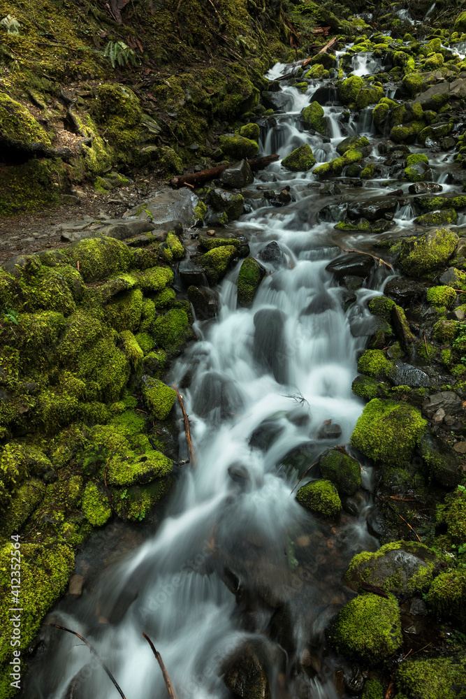 Flowing Stream Along Moss Covered Rocks in Olympic National Park Flowing Stream Along Moss Covered Rocks in Olympic National Park