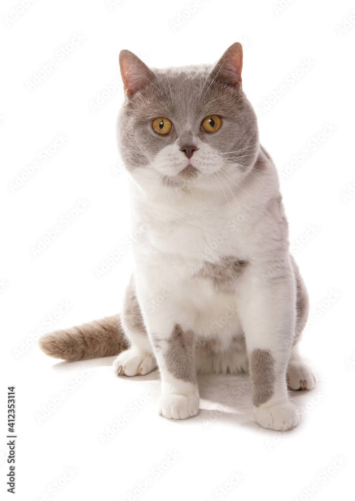British Shorthair lilac and white cat British Shorthair lilac and white cat