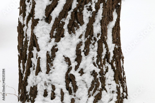 tree trunk in the snow