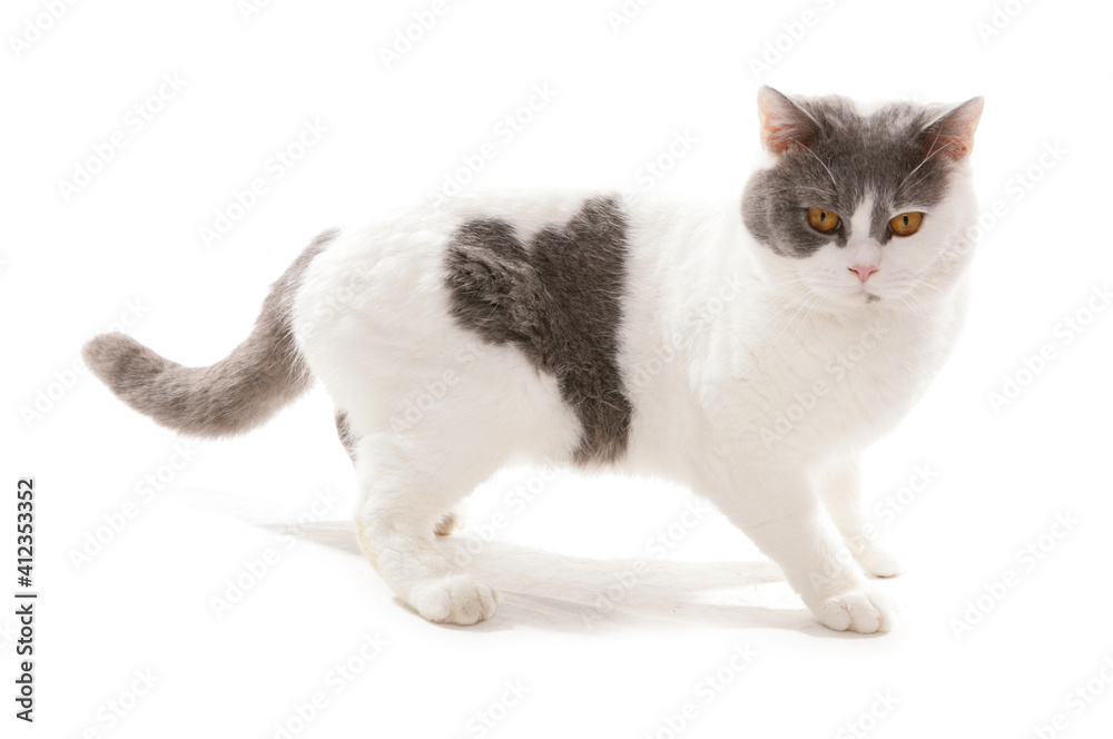 British Shorthair lilac and white cat