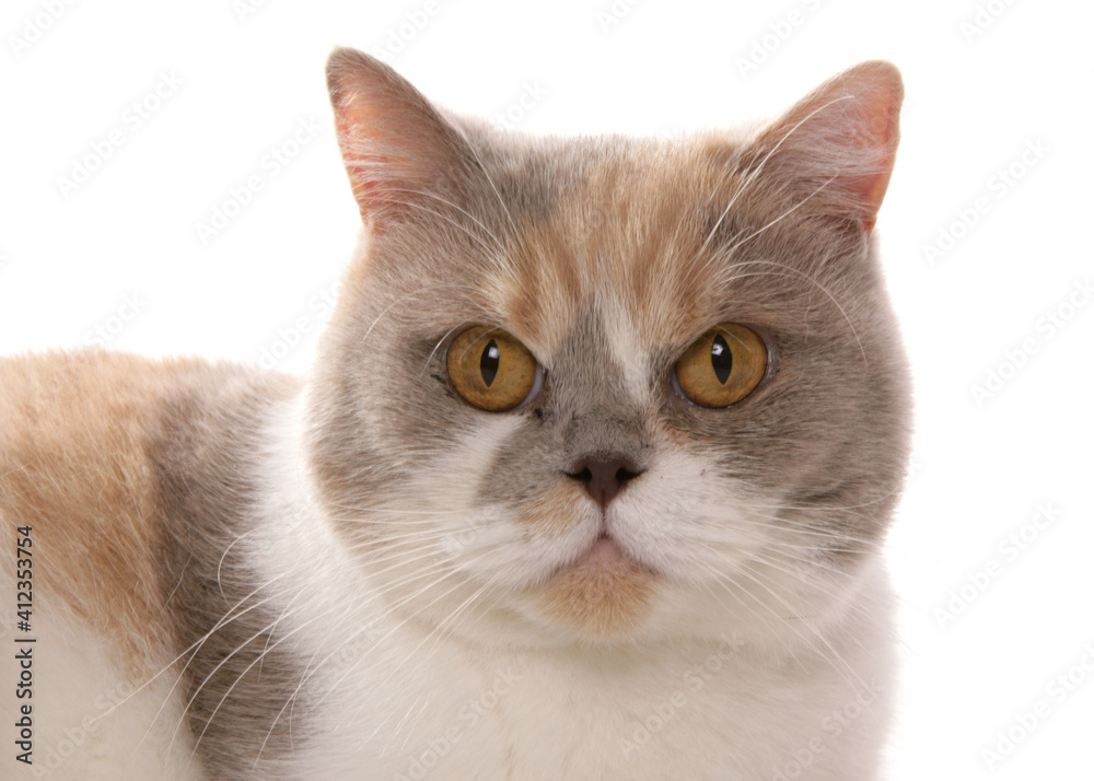British Shorthair lilac cream and white Cat