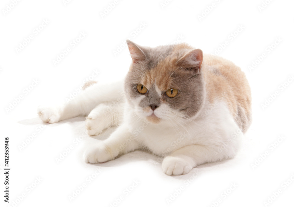British Shorthair lilac cream and white Cat