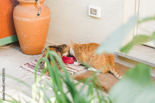 Rear sight of two cats eating cheeck to cheek from the same bowl in front yard photo