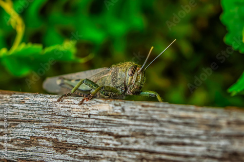 Cute Little Cricket on a Board © Xavier