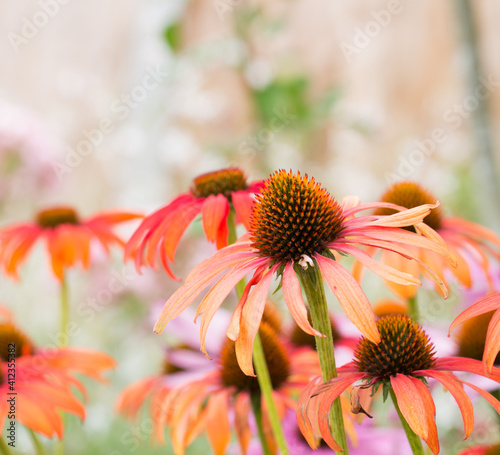 Orange Echinacea flowers. photo