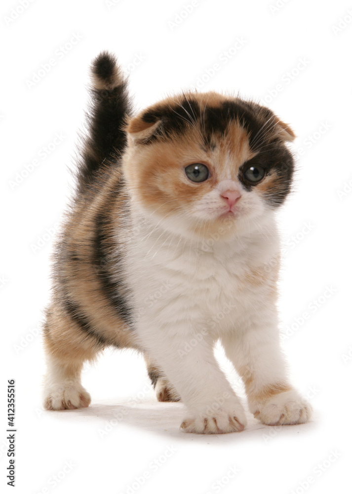 Scottish Fold Red White and Black kitten