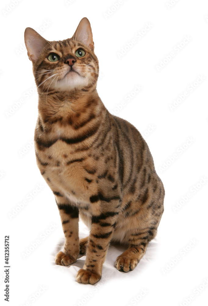 Rosetted Bengal Cat