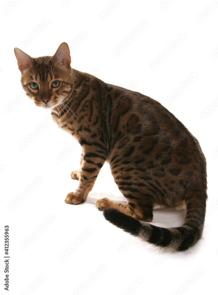 Rosetted Bengal Cat Rosetted Bengal Cat