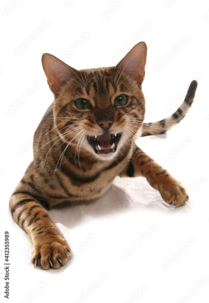 Angry Rosetted Bengal Cat