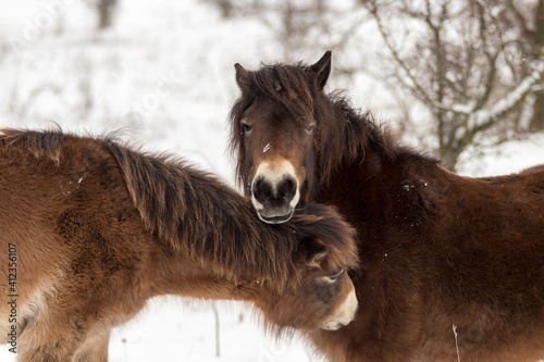 Obraz na plátně Exmoor ponies, wild horses looking for food in a snowy landscape