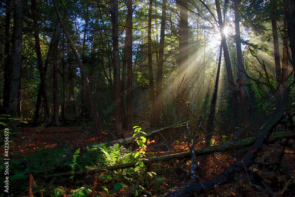 Fototapeta premium Light beam through the trees in the forest in autumn