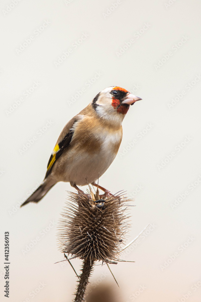 A european goldfinch (Carduelis carduelis) perched on a teasel to feed seeds.