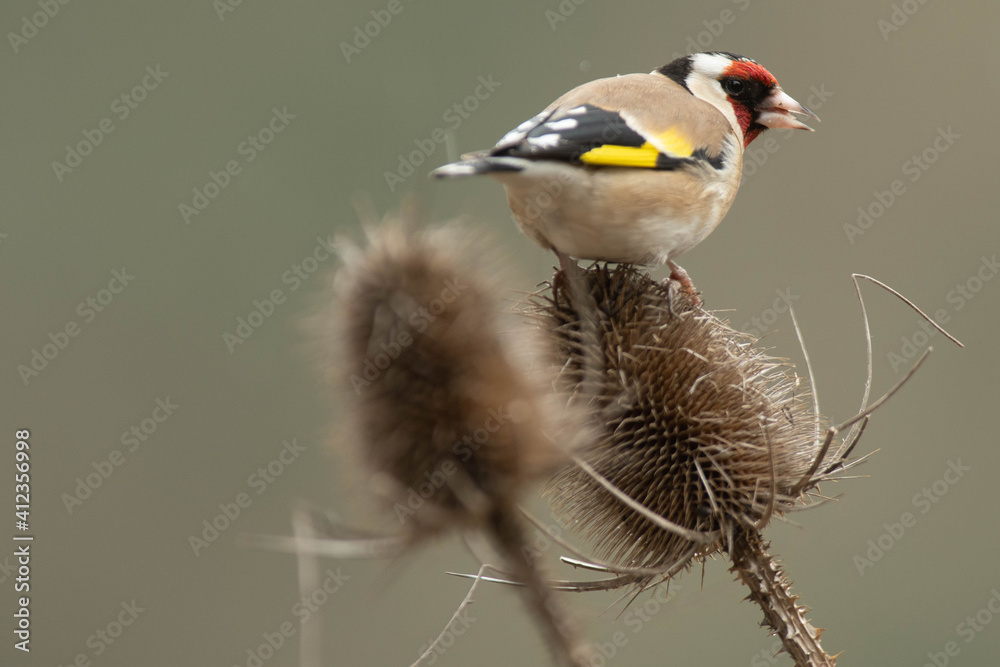 Obraz premium A european goldfinch (Carduelis carduelis) perched on a teasel to feed seeds.