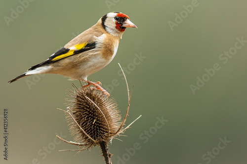 Fotografie, Obraz A european goldfinch (Carduelis carduelis) perched on a teasel to feed seeds