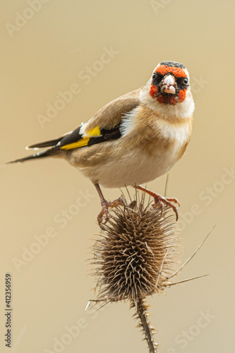 A european goldfinch (Carduelis carduelis) perched on a teasel to feed seeds.
