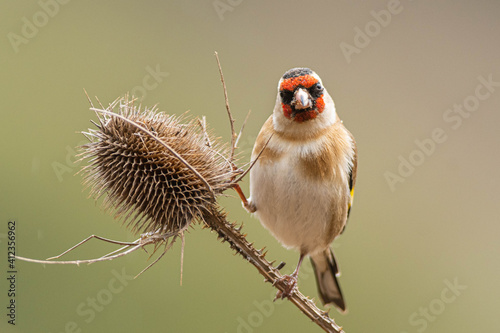 Fotografia A european goldfinch (Carduelis carduelis) perched on a teasel to feed seeds