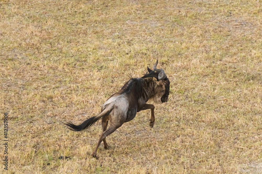 A wildebeest seen from above A wildebeest seen from above