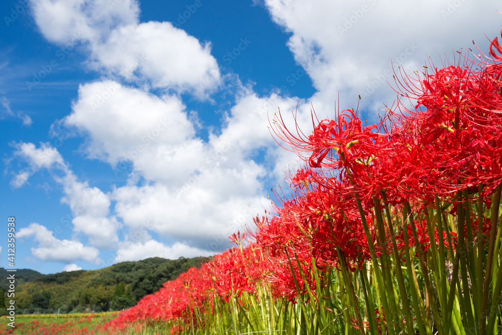 雲の浮かぶ空の下のマンジュシャゲの花花