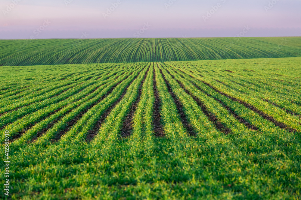 a green field with rows of planted wheat agricultural landscape with a crop growing young endless perspective spring background, nobody.