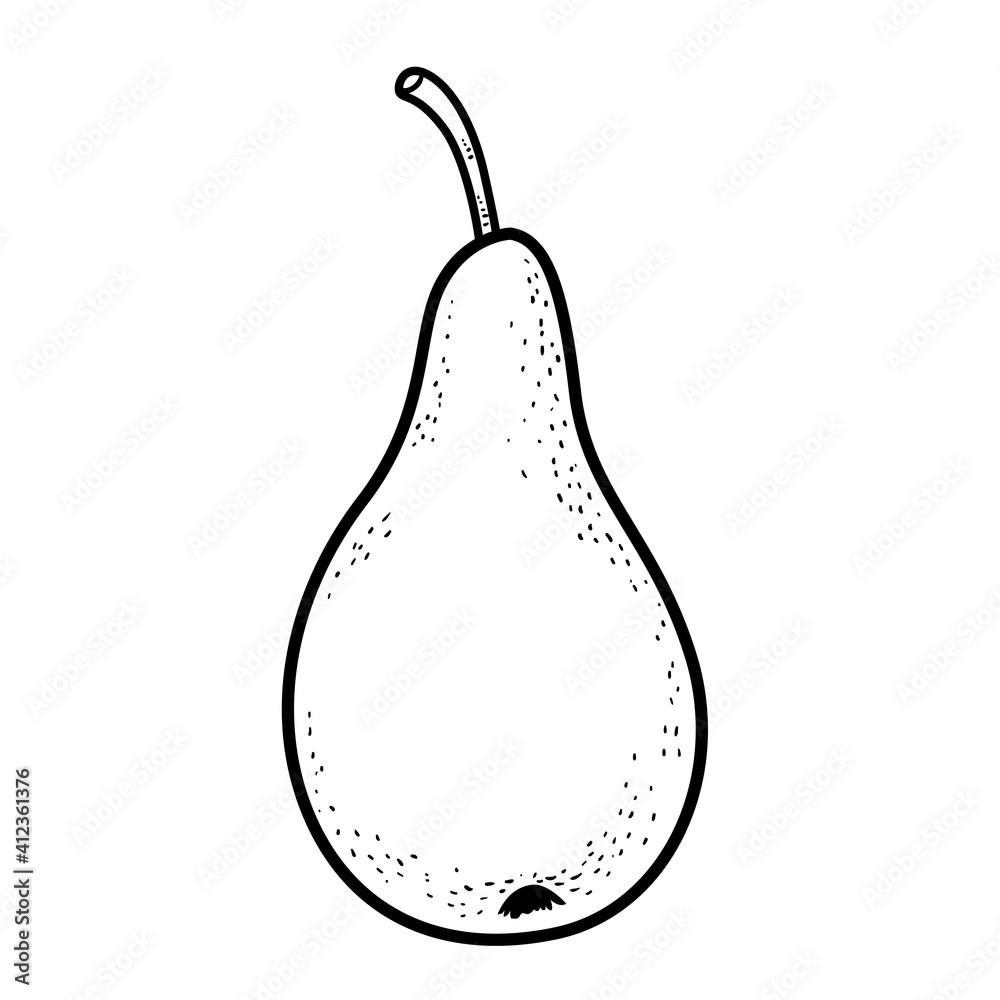 Conference pear varieties linear drawing on white background Conference pear varieties linear drawing on white background