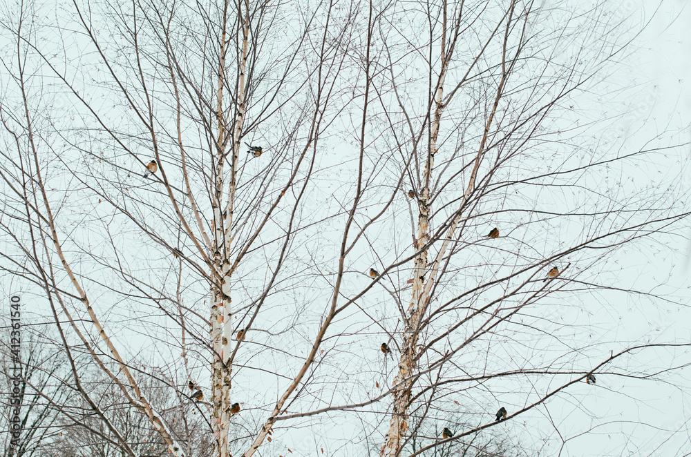 Robin birds in a Birch tree Robin birds in a Birch tree